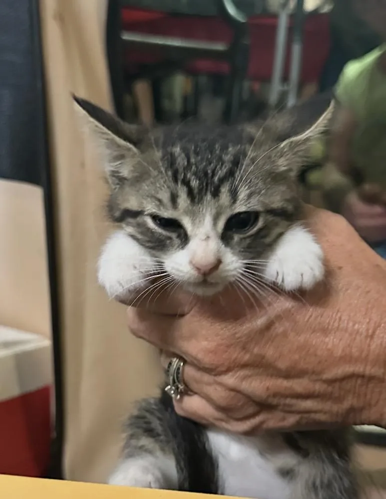 A baby small-sized female Black & White / Tuxedo Domestic Short Hair cat named Vegas for adoption in Pittsburgh, PA