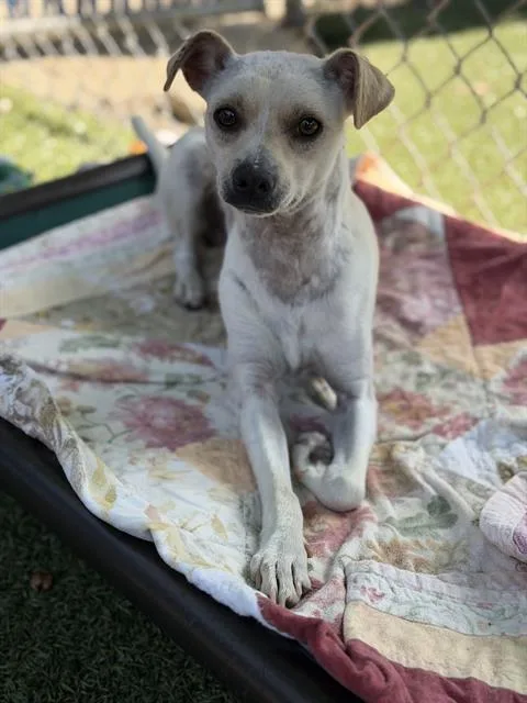 An adult medium-sized male Terrier dog named Willie for adoption in Chula Vista, CA