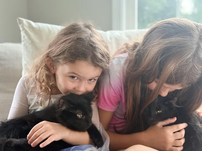 A baby medium-sized male Black Domestic Medium Hair cat named Buffalo Bill & Annie for adoption in Leesburg, VA
