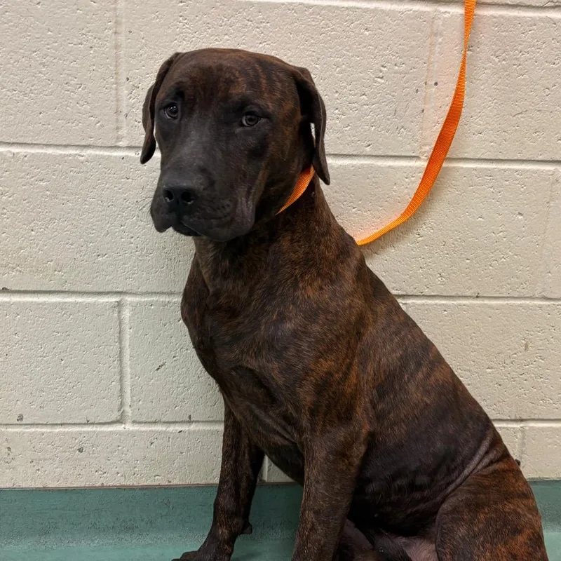 An adult large-sized male Brown / Chocolate Mixed Breed dog named Ernie for adoption in Memphis, TN
