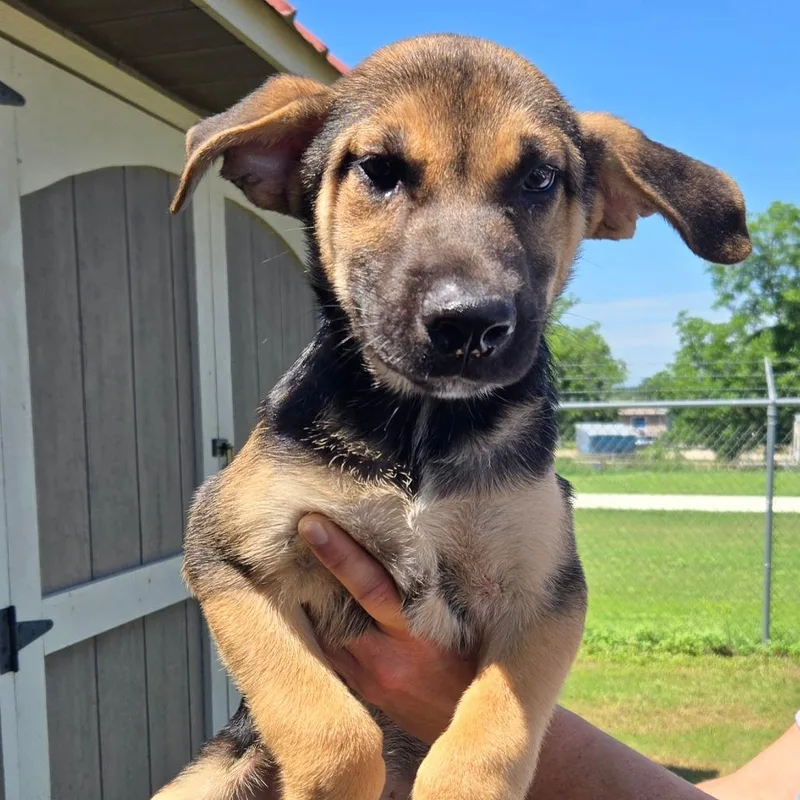 A baby medium-sized male Yellow / Tan / Blond / Fawn German Shepherd Dog dog named Bronson for adoption in Floresville, TX