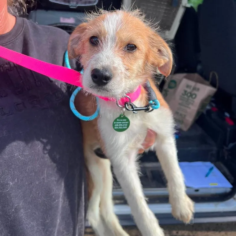 A baby small-sized female Yellow / Tan / Blond / Fawn Terrier dog named Gabby for adoption in St. Charles, IL