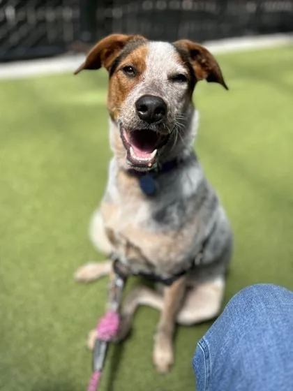 An adult medium-sized female Australian Shepherd dog named Mango for adoption in Bellevue, WA