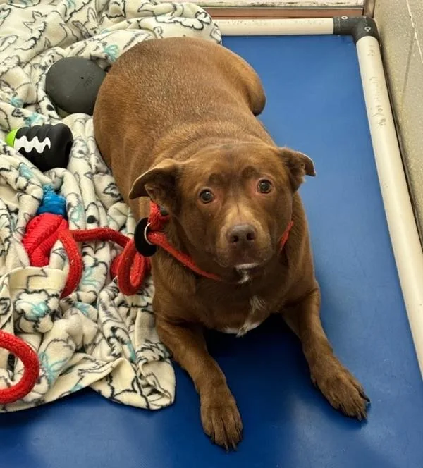 An adult large-sized female Shepherd dog named Ember for adoption in Kennewick, WA