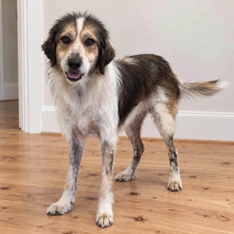 An adult medium-sized female White / Cream Mixed Breed dog named Ivy for adoption in Springboro, OH