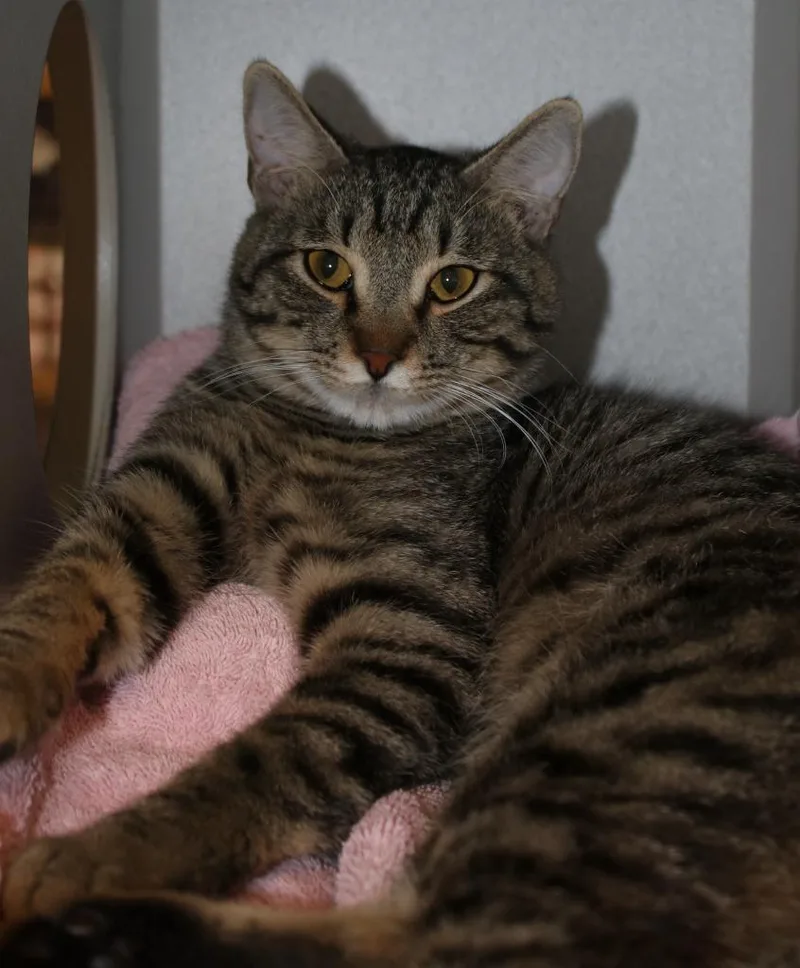 Prince Florian thumbnail 2