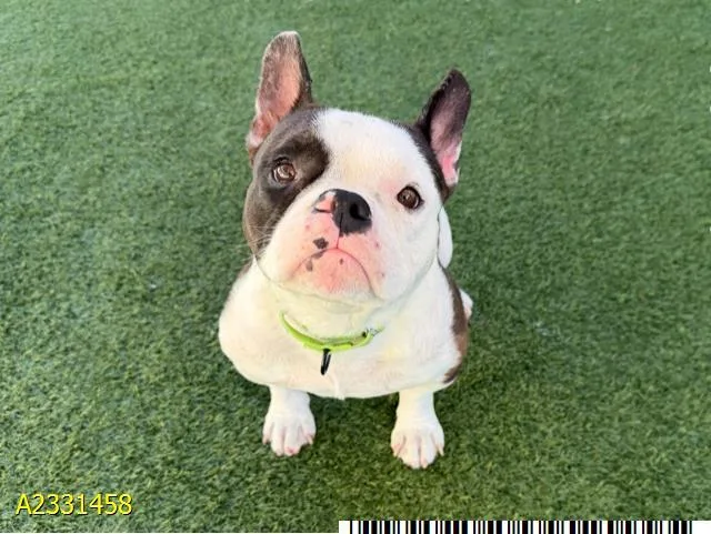 An adult medium-sized male Mixed Breed dog named Professor Chonkus for adoption in West Palm Beach, FL