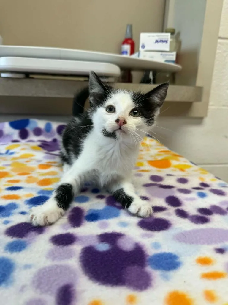 A baby medium-sized female Domestic Short Hair cat named Sister Mary Margaret for adoption in Marion, OH
