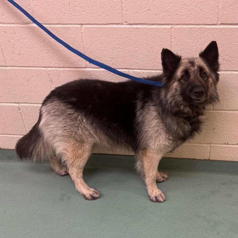 An adult medium-sized male Black Mixed Breed dog named Fluffers for adoption in Memphis, TN