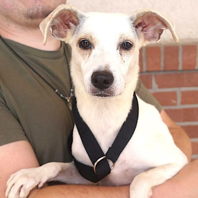 An adult small-sized female White / Cream Labrador Retriever dog named Classi for adoption in Carrollton, TX