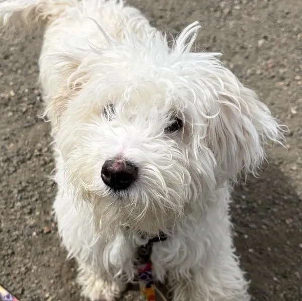 A baby small-sized female Maltese dog named Coconut Creme for adoption in Golden, CO