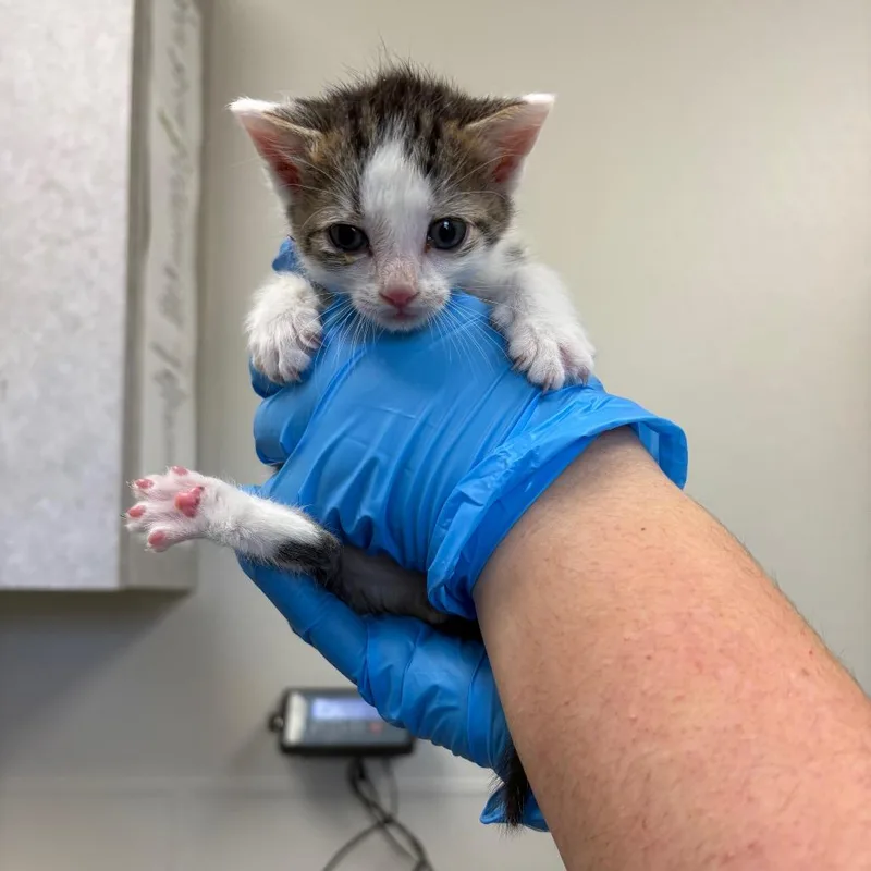 A baby small-sized male White Domestic Short Hair cat named King Kong for adoption in Columbiana, AL