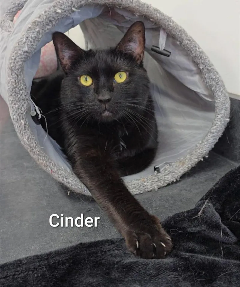 Cinder