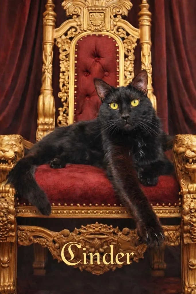 Cinder thumbnail 2