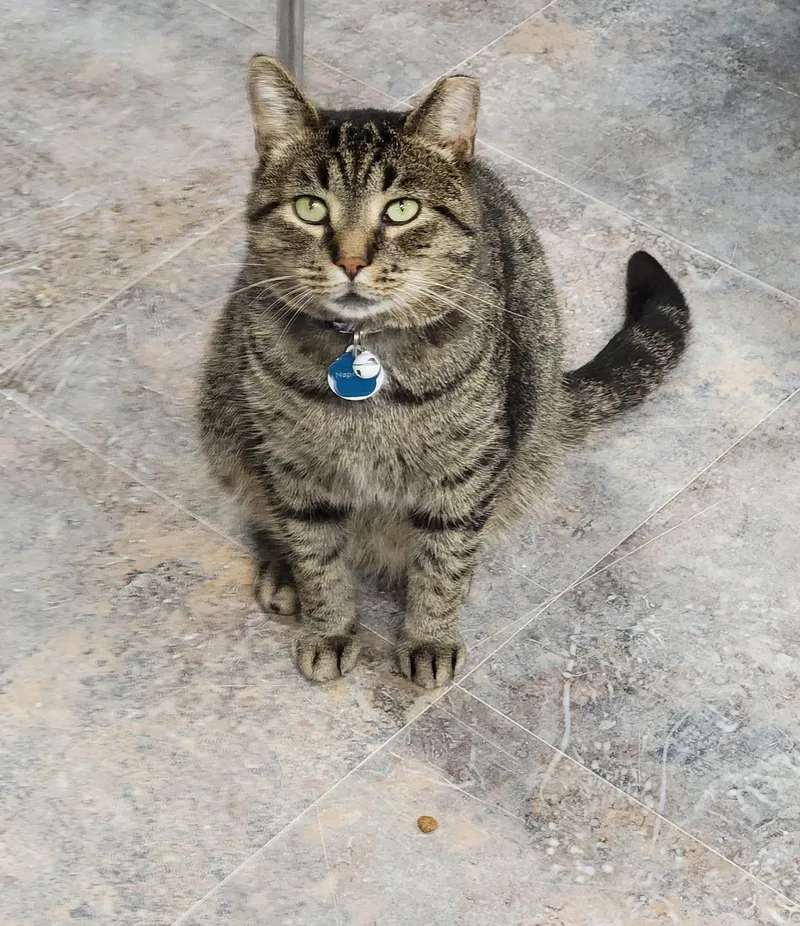 Napoleon thumbnail 2