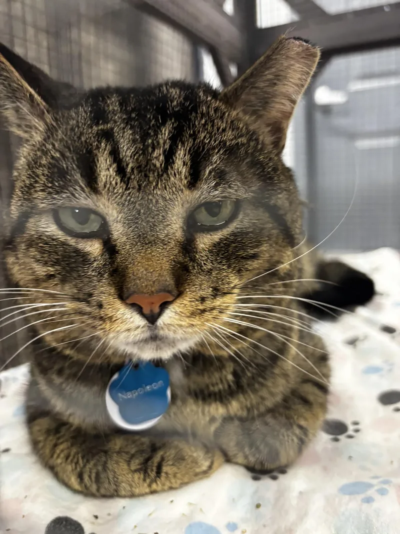 Napoleon thumbnail 4