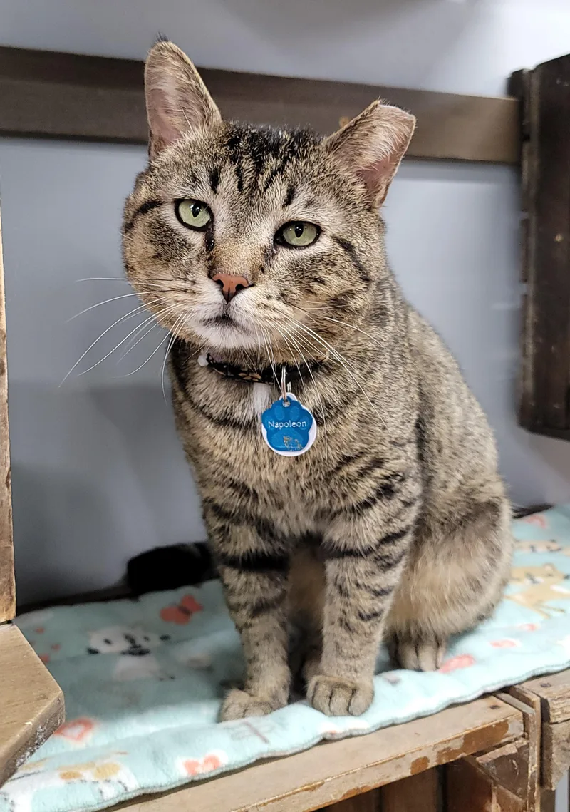 Napoleon thumbnail 5