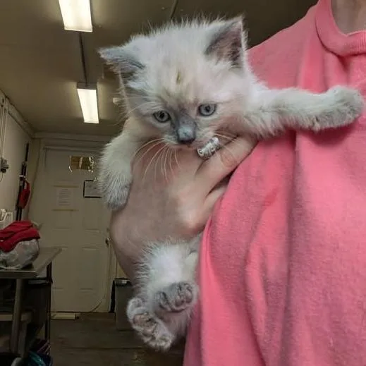 A baby small-sized female Cream / Ivory Domestic Short Hair cat named Mozzarella for adoption in Greenville, PA