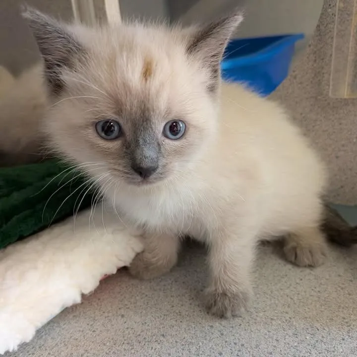 Mozzarella thumbnail 2