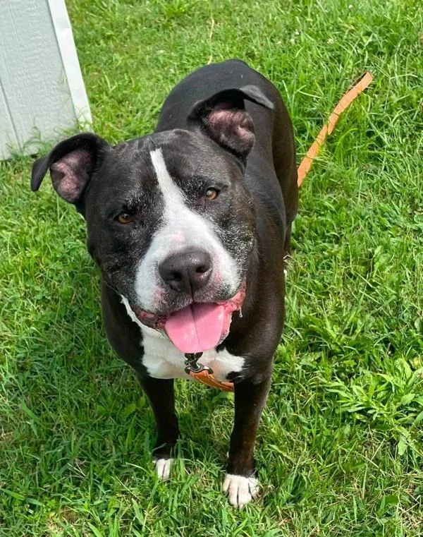 An adult large-sized male Pit Bull Terrier dog named Drago for adoption in Millersville, MD