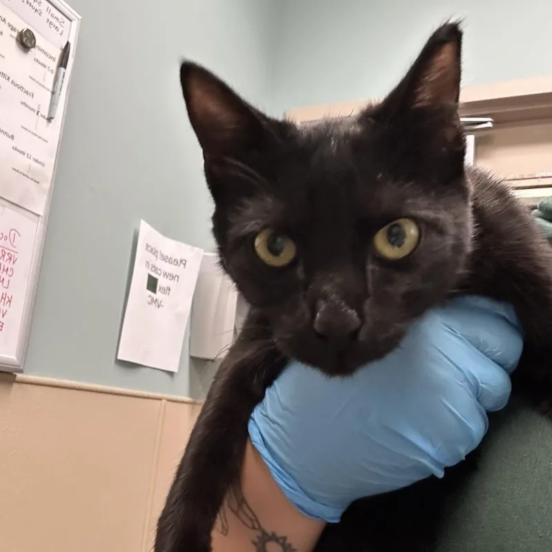 An adult medium-sized female Domestic Short Hair cat named Apple Cider for adoption in Tacoma, WA