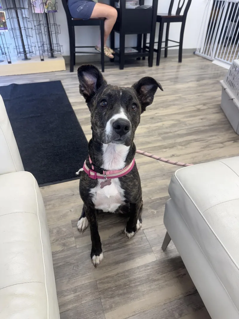 A young medium-sized female Brindle Pit Bull Terrier dog named Maybel for adoption in Sonora, CA