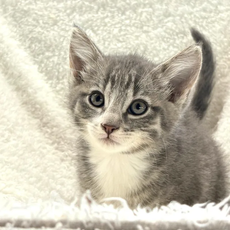 A young medium-sized male Tabby (Gray / Blue / Silver) Domestic Short Hair cat named Cookie for adoption in Blackfoot, ID