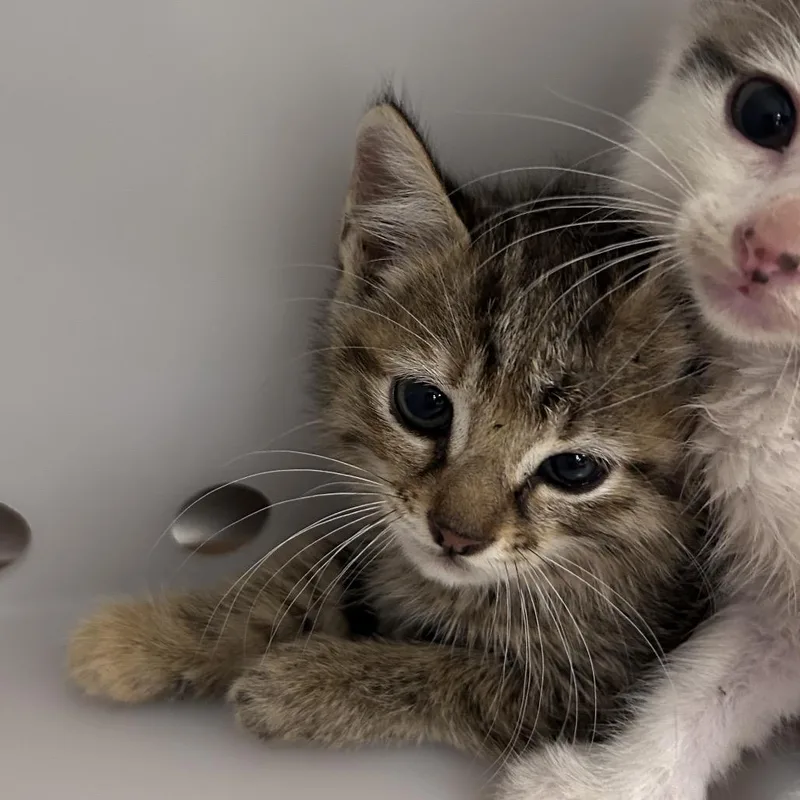 A baby small-sized female Brown / Chocolate Domestic Short Hair cat named Ethal for adoption in Bastrop, TX