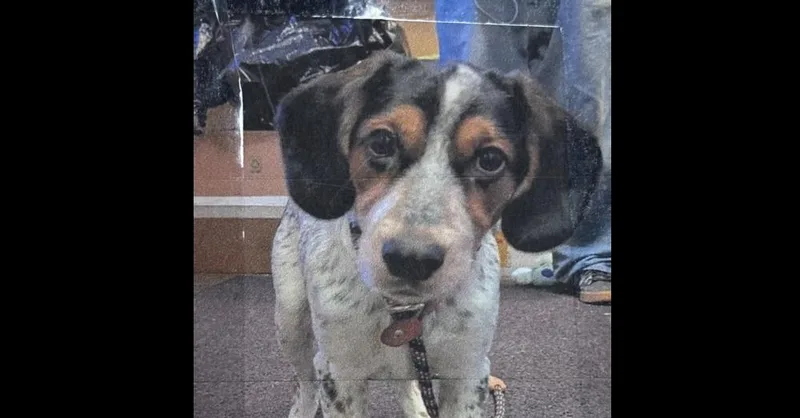 A young medium-sized male Tricolor (Brown, Black, & White) Coonhound dog named Jack Freeport for adoption in Westbury, NY