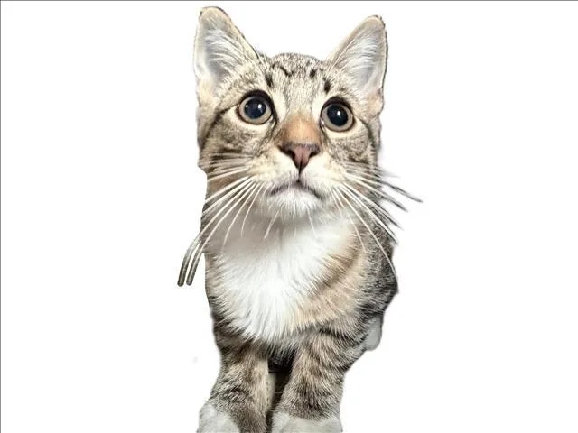 A baby small-sized male Domestic Short Hair cat named Winston for adoption in Los Angeles, CA