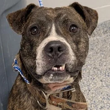 An adult large-sized male Brown / Chocolate Mixed Breed dog named Edgar for adoption in Greenville, SC