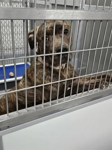 An adult medium-sized female Pit Bull Terrier dog named Ashton for adoption in Norfolk, VA
