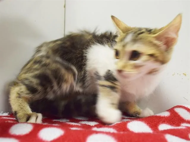 A baby small-sized female Domestic Short Hair cat named Eleanor for adoption in Sacramento, CA