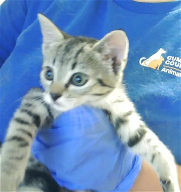 A baby small-sized female Domestic Short Hair cat named Spunkie for adoption in Fayetteville, NC