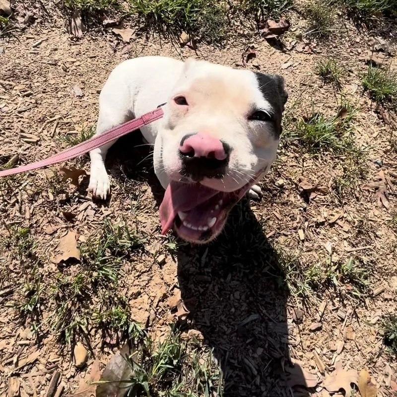 A young medium-sized female American Bulldog dog named Ren for adoption in Queen City, TX