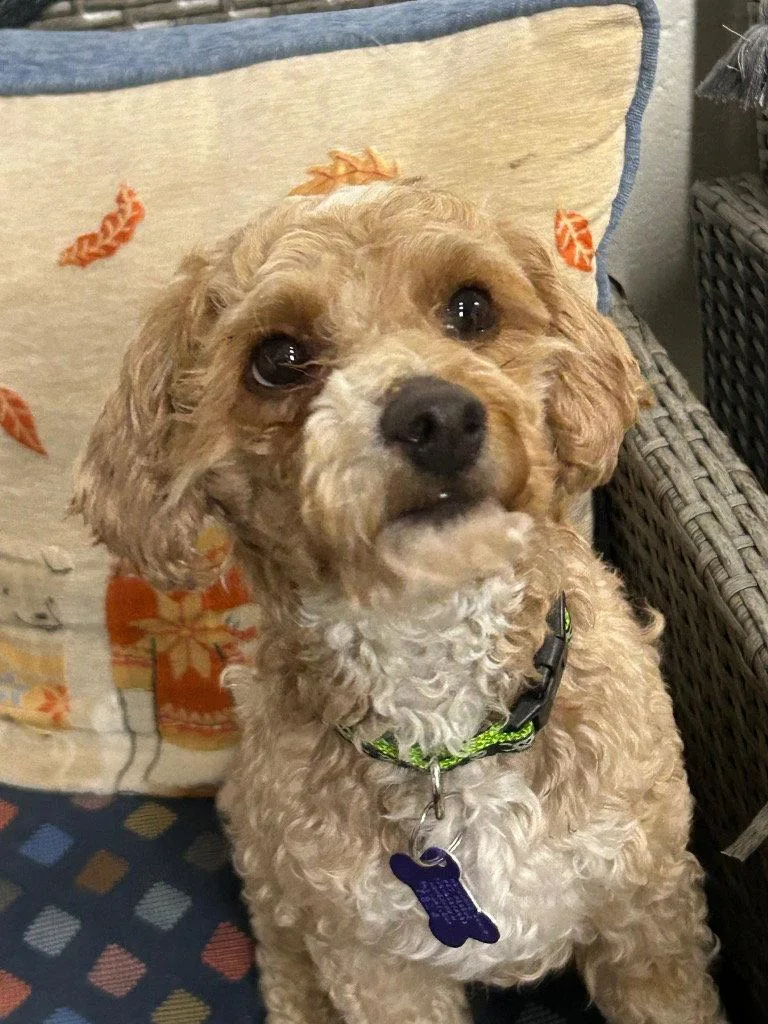 An adult small-sized male Standard Poodle dog named Snickers for adoption in Ellijay, GA