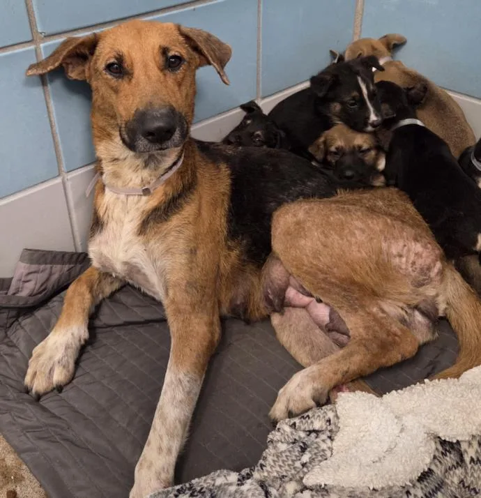 A young medium-sized female German Shepherd Dog dog named Lucy for adoption in Houston, TX