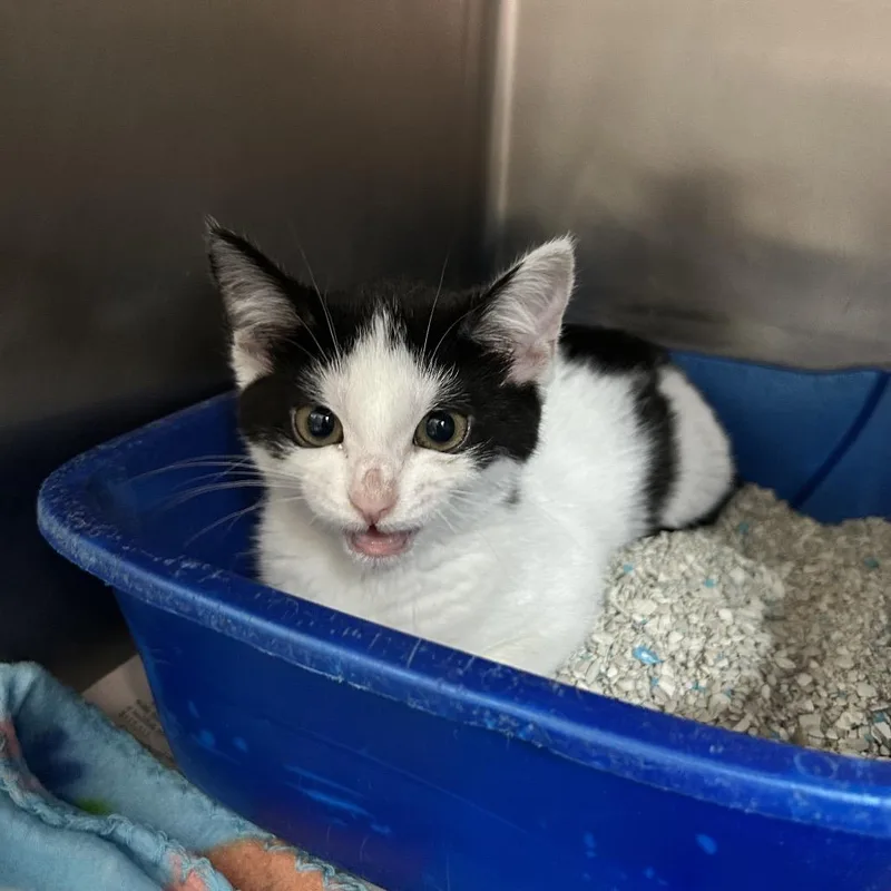 A baby small-sized female Black Domestic Short Hair cat named Oreo for adoption in Newport, NC