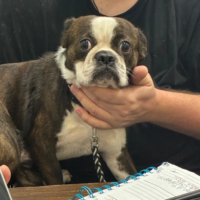 Frankie Frito thumbnail 3