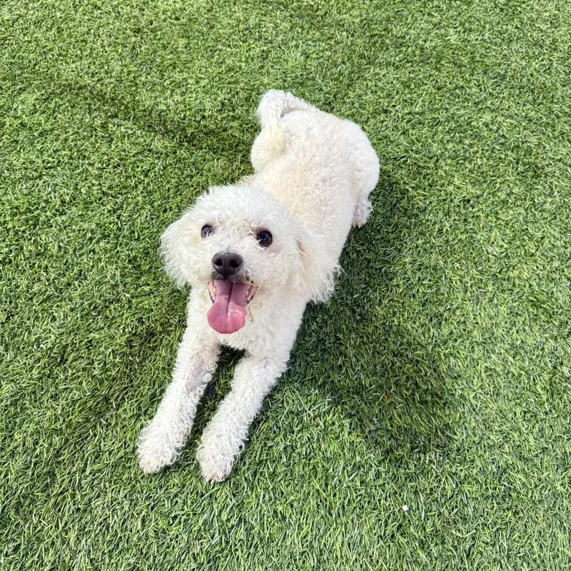 An adult small-sized male White / Cream Miniature Poodle dog named Roo for adoption in Agoura Hills, CA