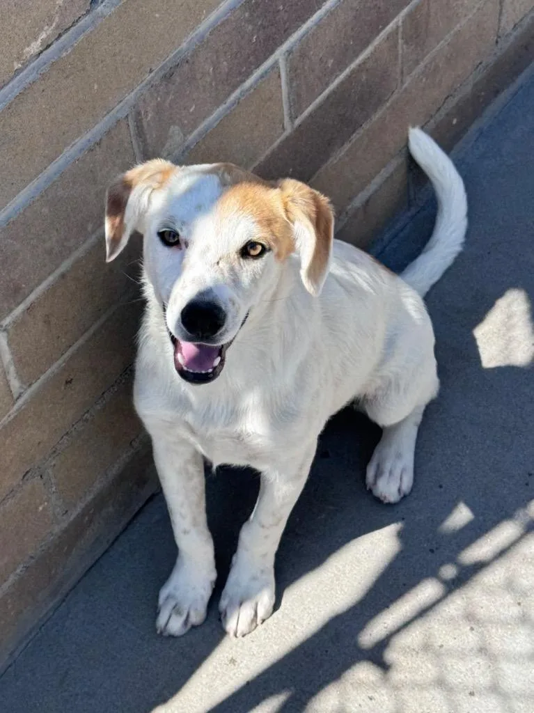 A baby medium-sized female Cattle Dog dog named Liora for adoption in Fort Lupton, CO