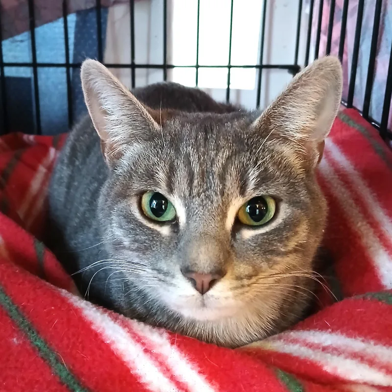 Hermione thumbnail 2