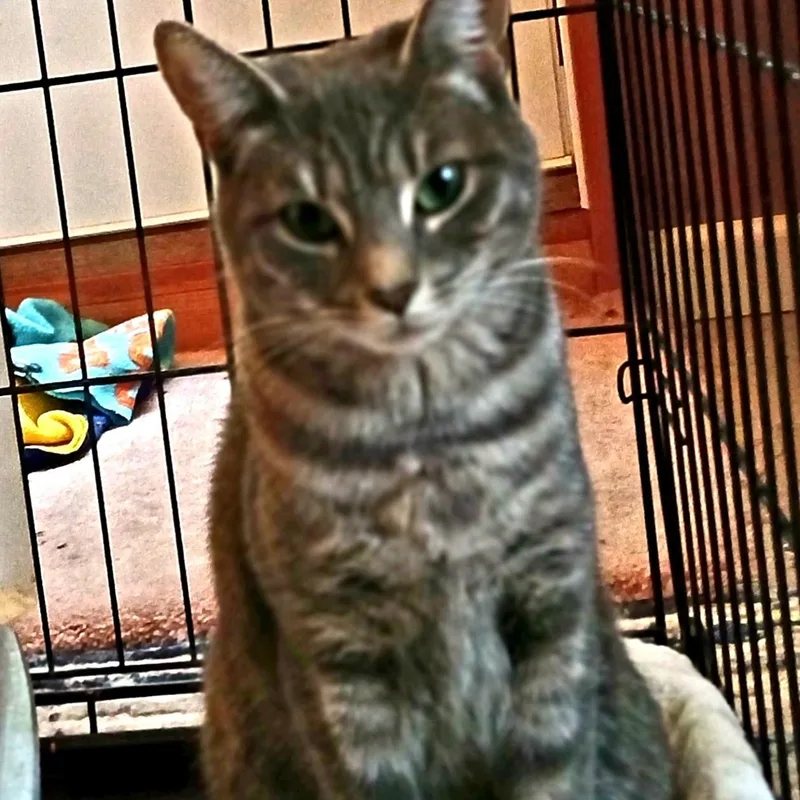 Hermione thumbnail 3