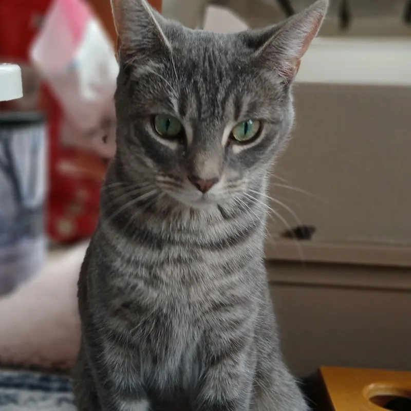 Hermione thumbnail 4