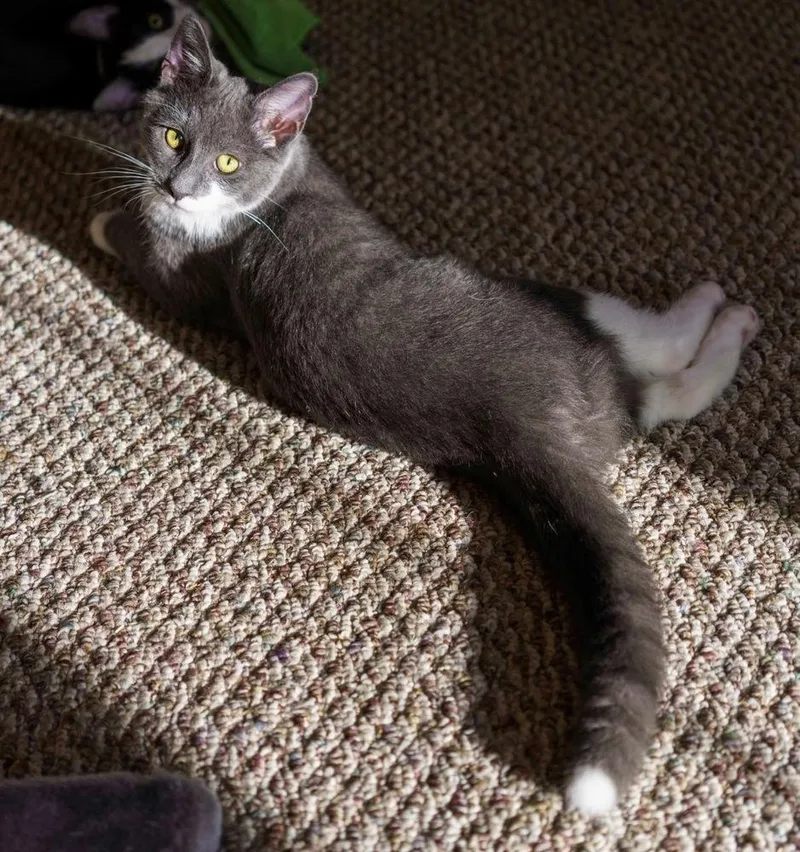 A baby small-sized male Gray & White Domestic Short Hair cat named QTip for adoption in Lewisburg, PA