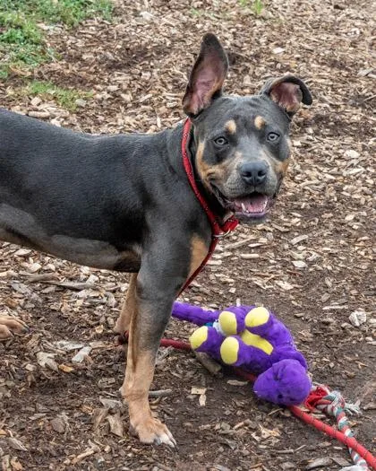 A young medium-sized male Mixed Breed dog named Truffles for adoption in Chamblee, GA