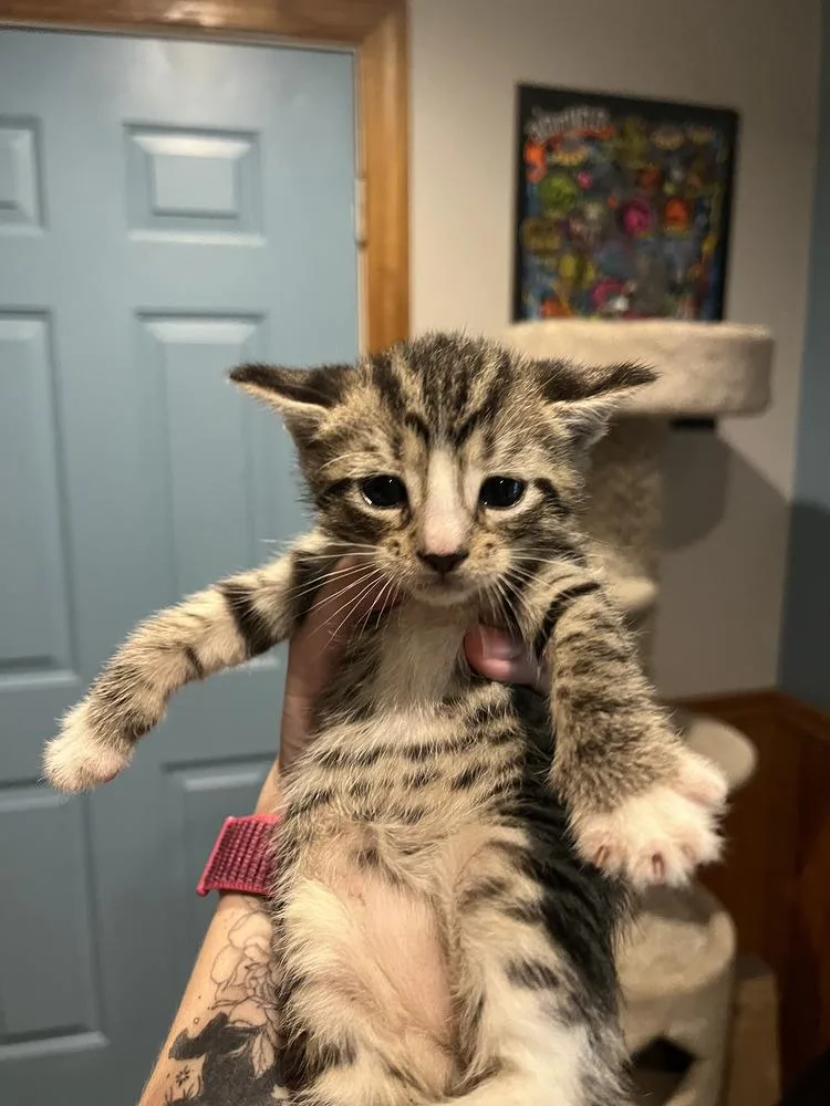 A baby medium-sized male Domestic Short Hair cat named Tempo for adoption in Emerald Isle, NC