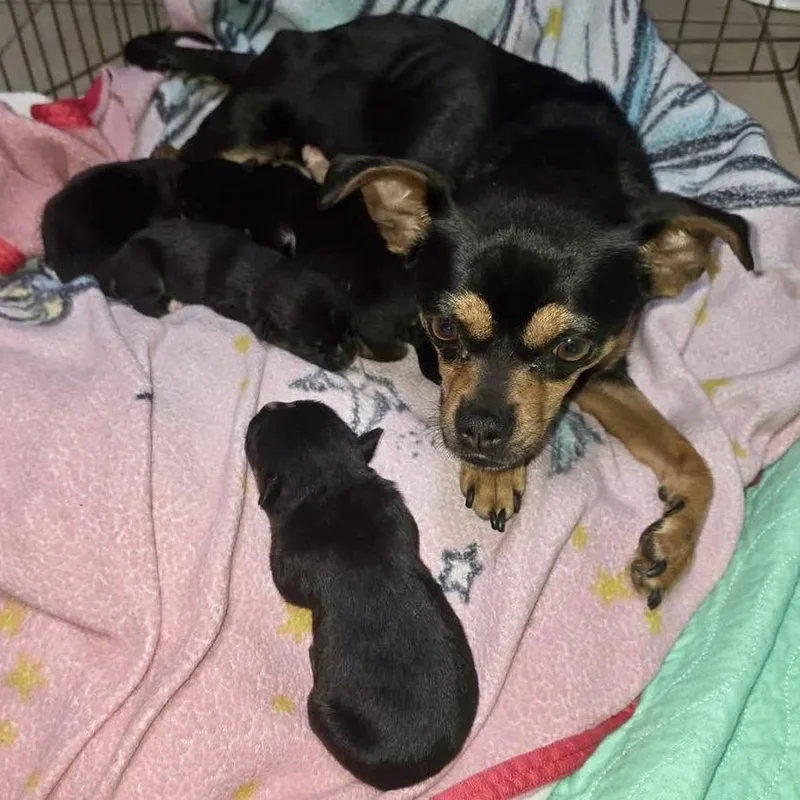 An adult small-sized female Black Chihuahua dog named Nena for adoption in Apple Valley, CA