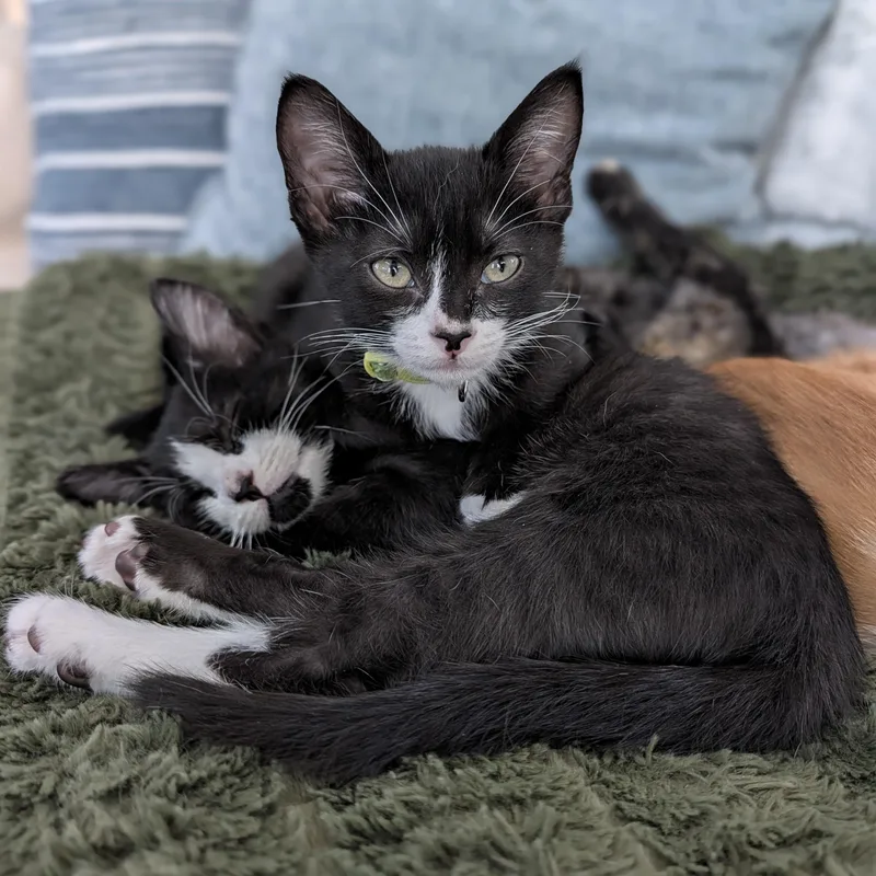 A baby medium-sized male Black & White / Tuxedo Domestic Short Hair cat named Marvin for adoption in Portland, OR