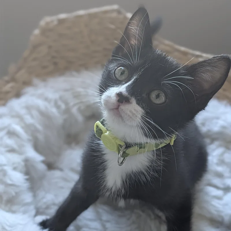 Marvin thumbnail 2